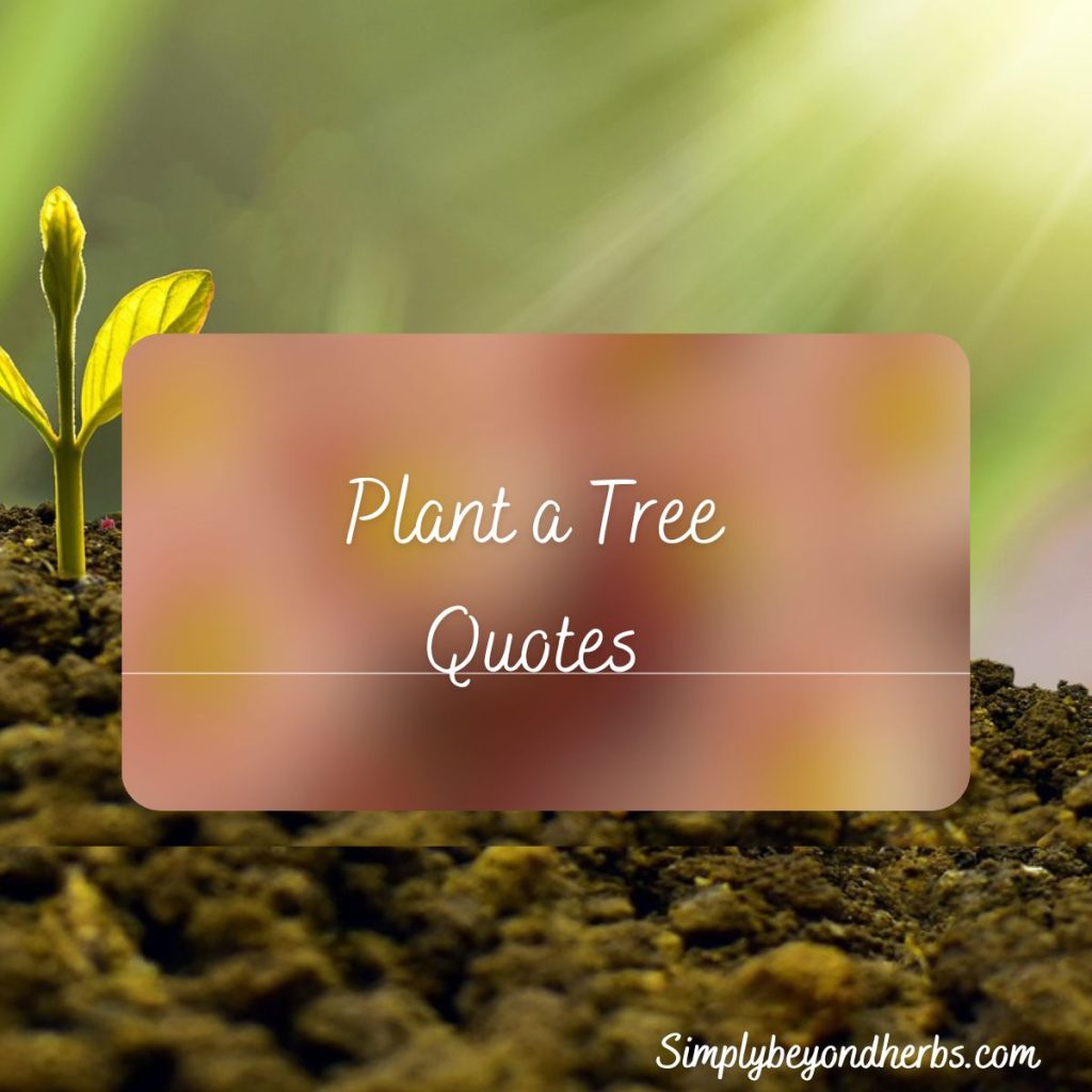 200+ Plant a Tree Quotes and Sayings