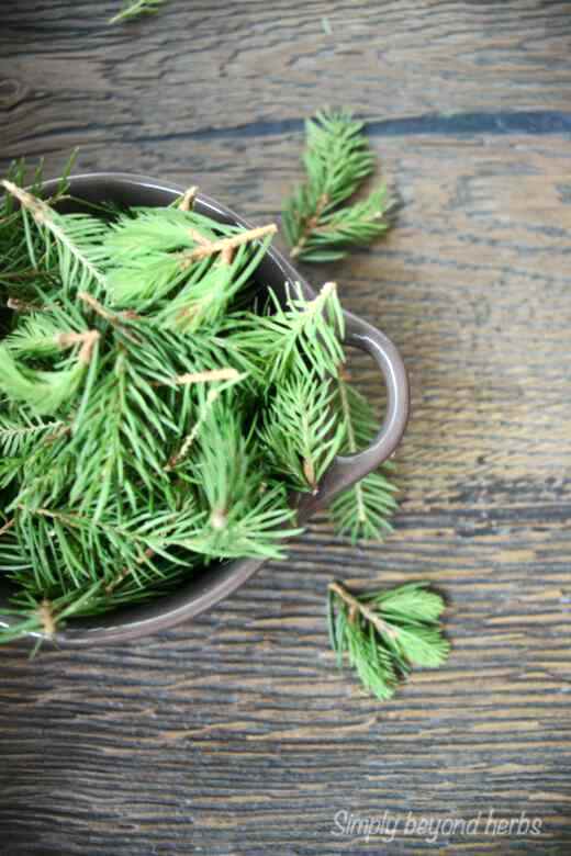 How to Harvest Spruce Tips Sustainably