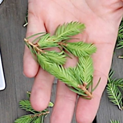 Spruce Tips: How to Identify, Harvest, and Use Them