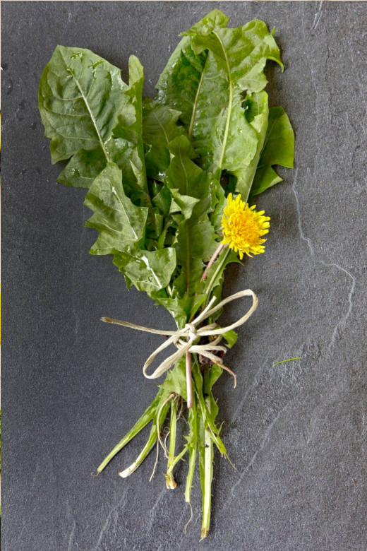 Dandelion Greens Benefits