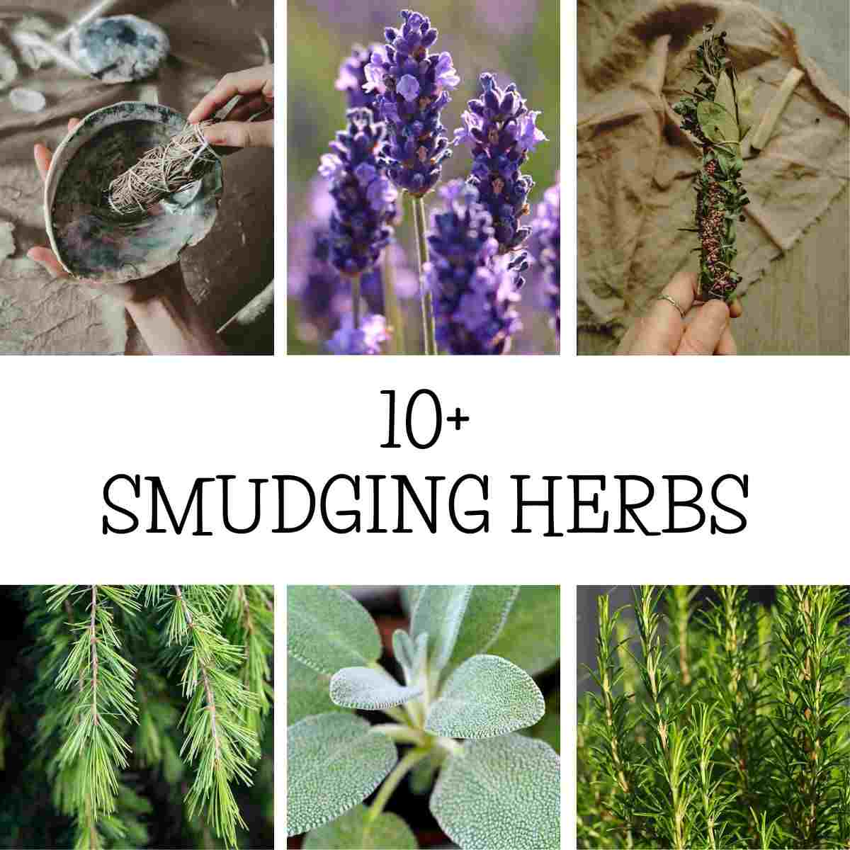 herbs for smudging