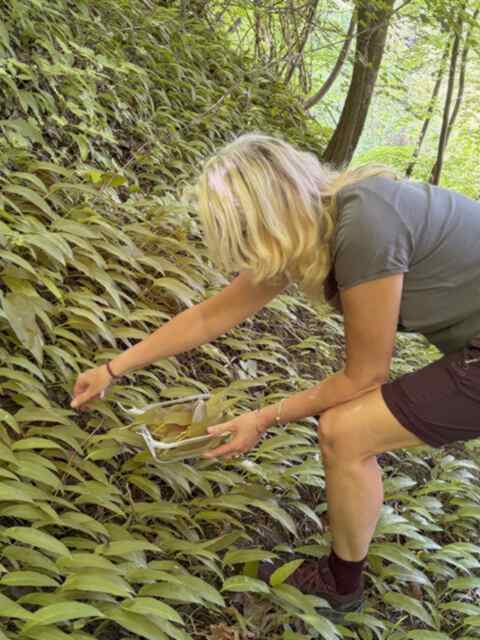 foraging wild garlic