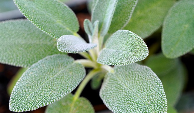 sage
